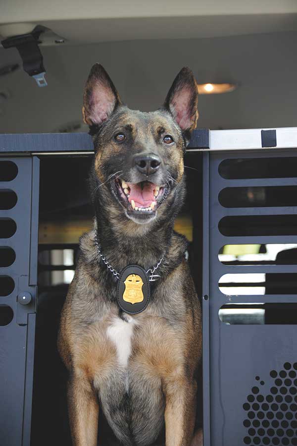 Photo of an FBI canine named Rik with a badge around its neck inside of a vehicle