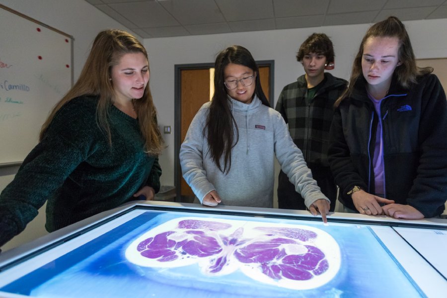 Students working with an Anatomage Table